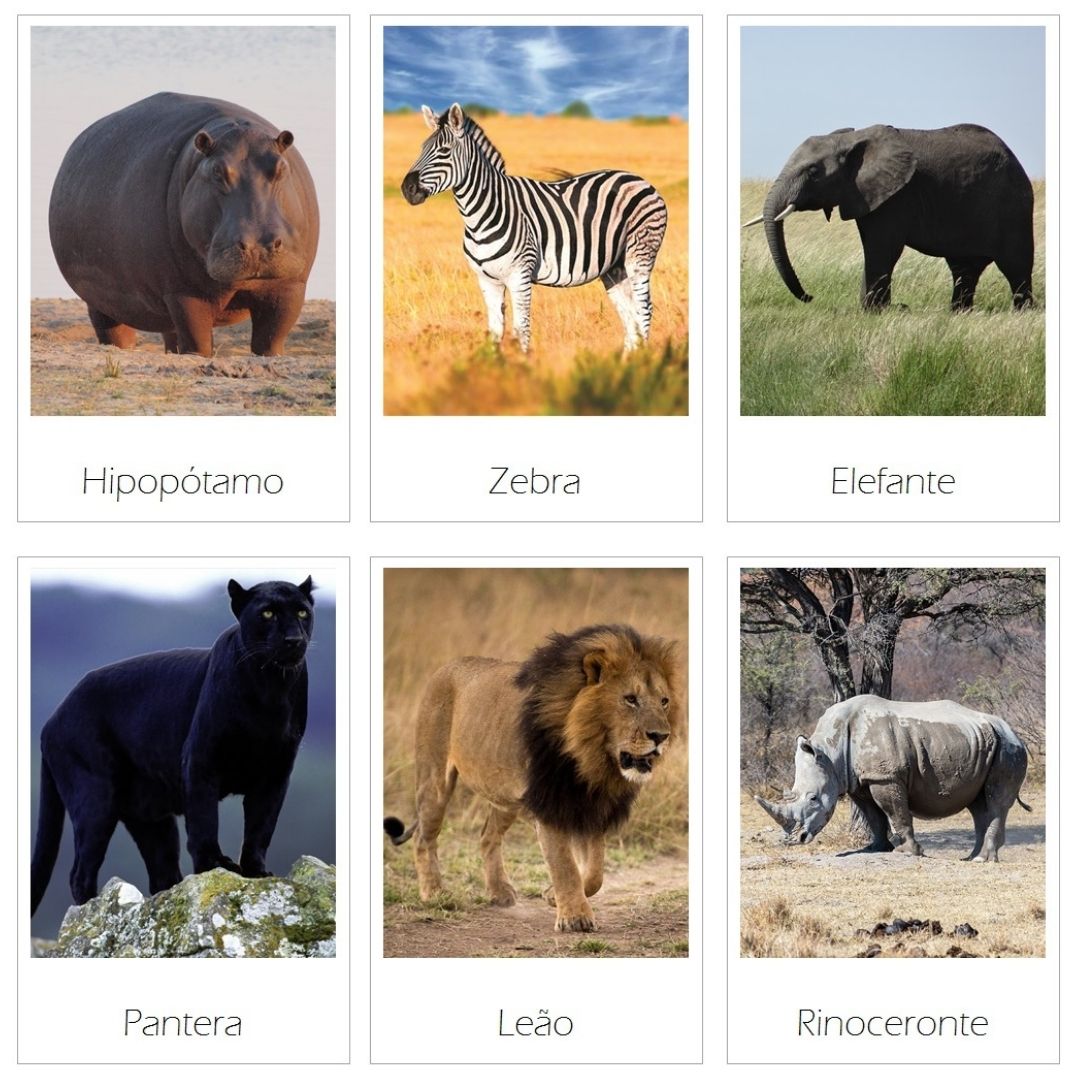 21 Cartões linguagem de Animais da Selva GRÁTIS em 4 formatos PDF