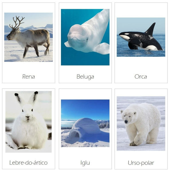 Cartões Ártico - Download