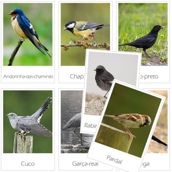 Cartões Aves Comuns em Portugal - Download