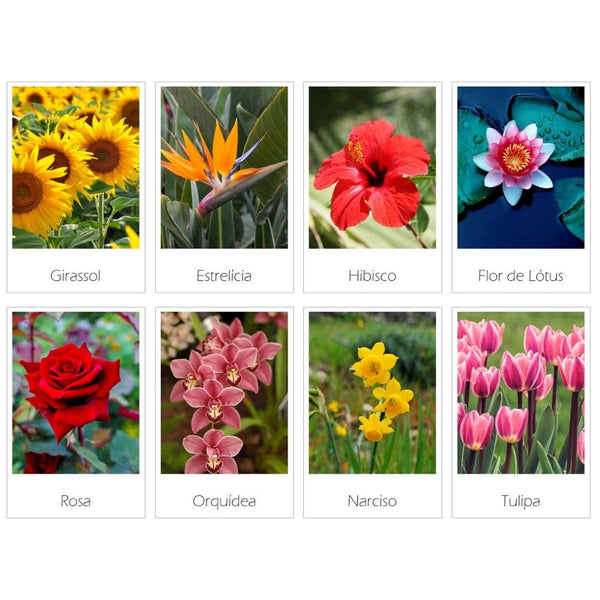 Cartões de Flores - Download