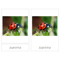 Cartões Insectos - Download